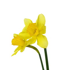 Yellow daffodil isolated on white background. Yellow narcissus on a white background.