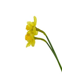 Yellow daffodil isolated on white background. Yellow narcissus on a white background.