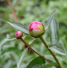 peony bulb flower in the garden.
