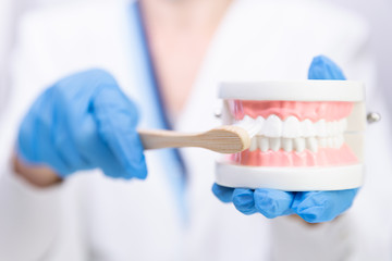 Female dentist explain about brushing teeth in clinic, holding tooth brush and teeth model. Dental hygiene and health with expert concept