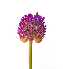 a macro closeup of a curious funny purple pink garden Allium flower cluster from onion and garlic family isolated on white