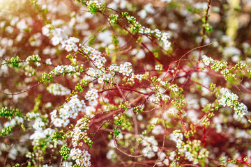 Spring blooming shrub with many white Bridalwreath spiraea flowers, general view. Close up of Meadowsweet, double White May or May Bush. Trendy colored beautiful pring flowers
