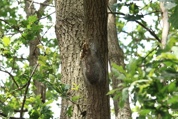 Das Netz des Eichenprozessionsspinners