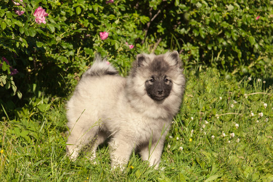 Keeskhond / wolfspitz puppy at the age of three and a half months stands near the rosehip bushes lit by the sun on an early summer evening.