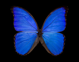Blue butterfly Morpho didius on black background