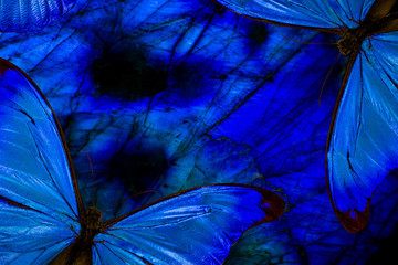 the blue butterflies fly around the blue gem