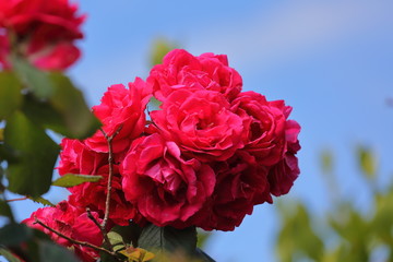rose du ciel