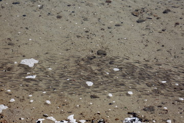 Colonie de poissons