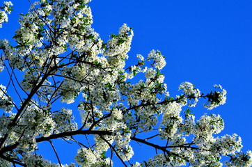 Dense flowering of a cherry tree on a background of bright blue sky.