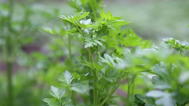 Parsley Leaves of intense green color are moved by the wind that makes them swing. Close-up and selective focus.