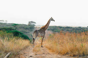 A Giraffe in Africa