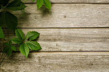 Wild grape branches with leaves on shabby natural wooden planks in summer. Foliage on vintage brown wall background with copy space. Texture of old boards surrounded by green vines in the garden