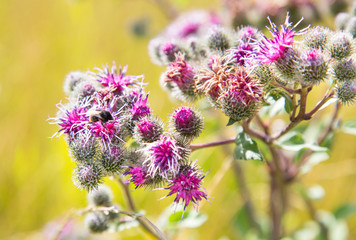 Burdock flowers with a Bumble bee on a yellow background of the clearing. Selective focus. The fauna of plant ecology.