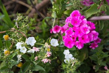 Flowers lavatera pink white on a background of green leaves. Selective, focus. The fauna  of plant ecology.