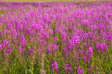 Bright purple flowers in the summer field