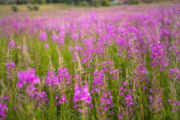 Obraz na płótnie Canvas Bright purple flowers in the summer field