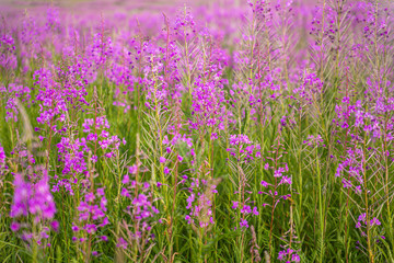 Bright purple flowers in the summer field