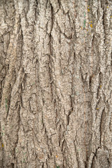 Textured rough bark of a large tree