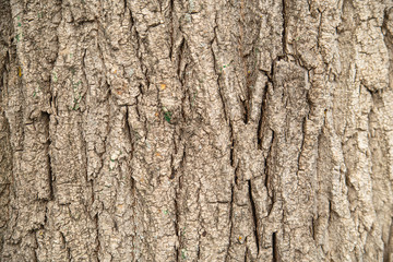 Textured rough bark of a large tree