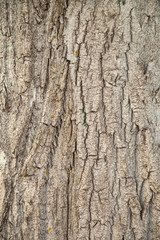 Textured rough bark of a large tree
