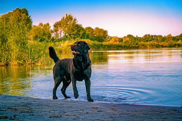 Labrador on the shore
