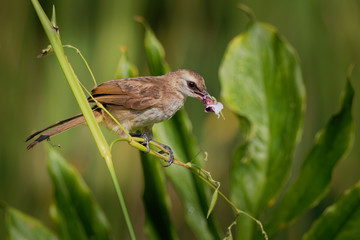 Yellow-vented Bulbul - Pycnonotus goiavier or eastern yellow-vented bulbul, member of bulbul family of passerine birds,  resident breeder in southeastern Asia from Indochina to the Philippines