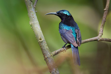 Copper-throated sunbird - Leptocoma calcostetha colorful species of bird in the Nectariniidae family, found in Brunei, Cambodia, Indonesia, Malaysia, Myanmar, the Philippines, Thailand and Vietnam