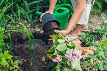 Woman gardener transplanting hydrangea flowers from pot into wet soil. Summer garden work.