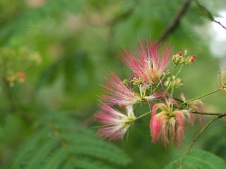 ネムノキの花のアップ