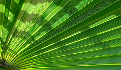 Detail of a palm tree leaf - fan like pattern of a lush green leaf, backlit, with shadows.