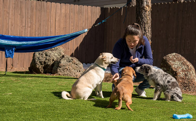 Three well behaved dogs doing tricks and waiting for treats. Chiweenie is shaking while the Australian Shepherd and Basenji Mix wait.