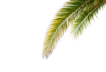 Palm tree leaves isolated on white background, large empty copy space.