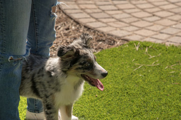 Young merle austrailan shepherd hiding behind owner