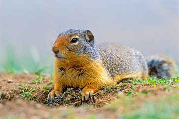 Columbian Ground Squirrel laying in grass at den site