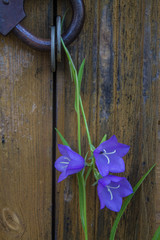 Decorative composition with rusty door lock and purple bell flowers