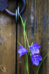 Decorative composition with rusty door lock and purple bell flowers