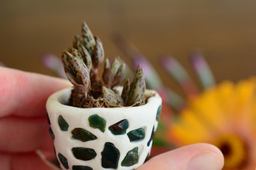 Mother of Thousands pups, baby plantlets in handmade ceramic pot. Miniature terrarium decoration with a collection of healing crystals. Aqua, Ametrine, Clear Quartz, and Fluorite. Beautiful colors