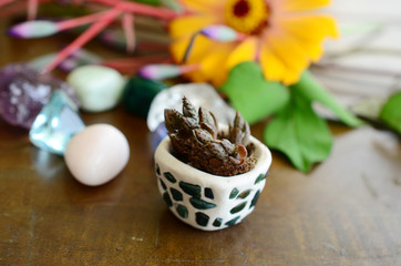 Mother of Thousands pups, baby plantlets in handmade ceramic pot. Miniature terrarium decoration with a collection of healing crystals. Aqua, Ametrine, Clear Quartz, and Fluorite. Beautiful colors