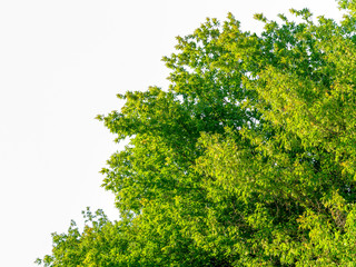 Tree on white background. Lots of green leaves. Isolate..
