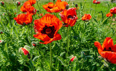 Flowers and poppy buds close-up on a green background