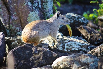 Obraz premium Noronha - Animais