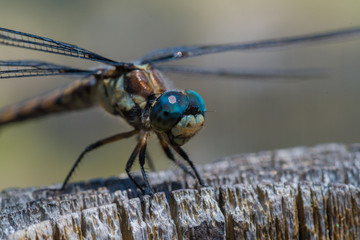 blue dragonfly