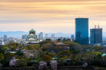 Fototapeta na wymiar Osaka castle with cherry blossom and Center business district in background at Osaka, Japan.