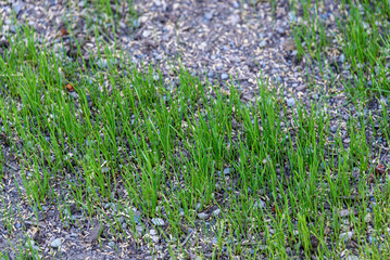 Close up of reseeded lawn to repair it, with new grass growing, seed and pebble mixture