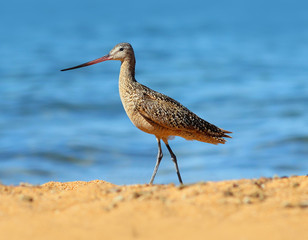 Marbled Godwit on the shore of a Tahoe Beach