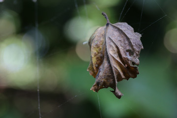 Dried Macro Leaf