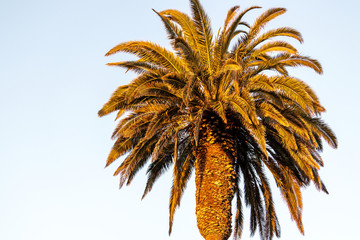 Shining Palm tree during sunset on Santa Monica Beach