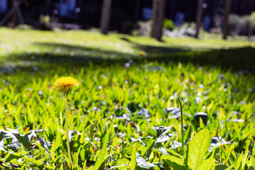 tulips in the garden
