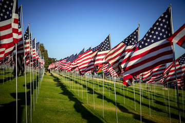 A large group of American flags. Veterans or Memorial day display