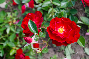 red roses in bud and with petals. spray rose. bloomed flowers.